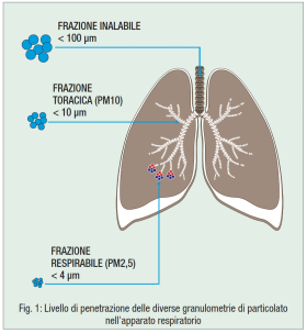 Fig. 1: Livello di penetrazione delle diverse granulometrie di particolato nell'apparato respiratorio